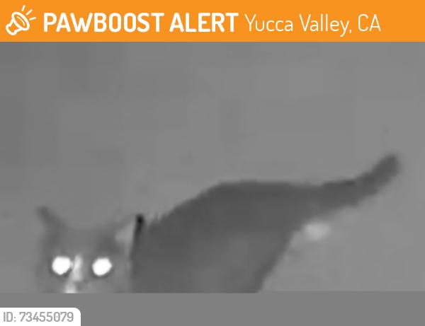 Found/Stray Unknown Cat last seen Kickapoo Trl x Onaga Trl,, Yucca Valley, CA 92284