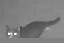 Found/Stray Unknown Cat last seen Kickapoo Trl x Onaga Trl,, Yucca Valley, CA 92284