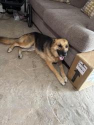 Found/Stray Female Dog last seen Briar road, Azle, TX 76020