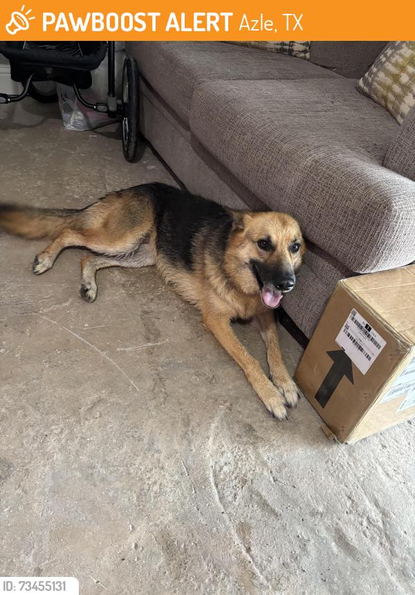 Found/Stray Female Dog last seen Briar road, Azle, TX 76020
