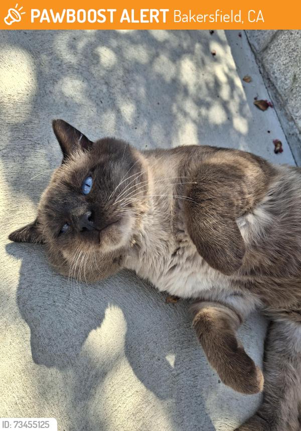Found/Stray Male Cat last seen Panarama and Bluff St., Bakersfield, CA 93306