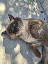 Found/Stray Male Cat last seen Panarama and Bluff St., Bakersfield, CA 93306