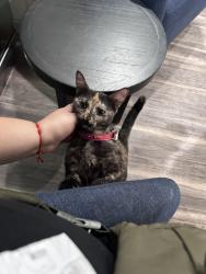 Found/Stray Unknown Cat last seen Vista apmt Homes, Philadelphia, PA 19131