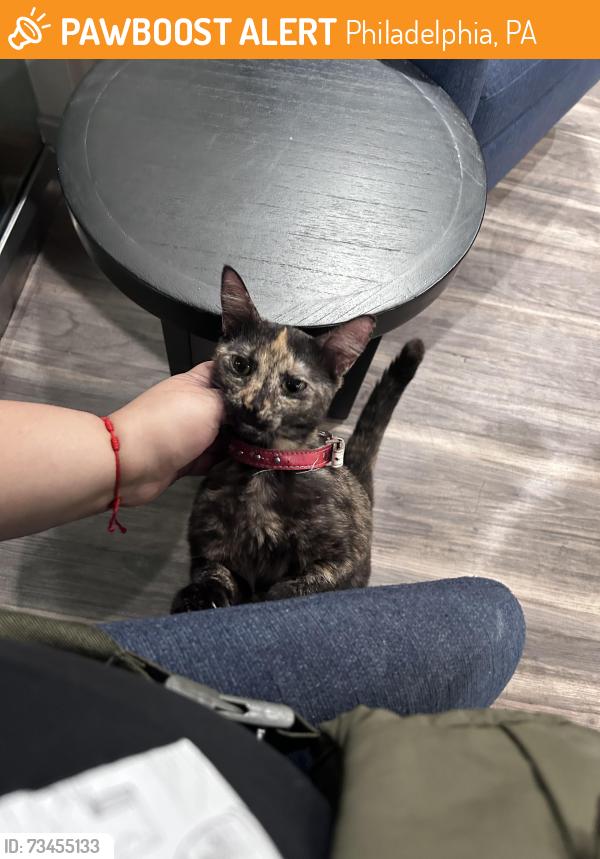 Found/Stray Unknown Cat last seen Vista apmt Homes, Philadelphia, PA 19131