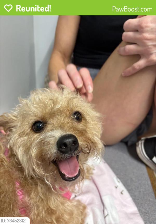 Reunited Female Dog last seen Folsom street, Mims, FL 32754