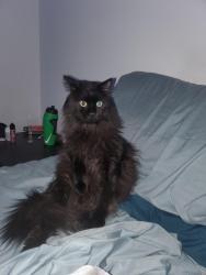 Lost Male Cat last seen 45fawcet crecent, St. Albert, AB T8N 1W3