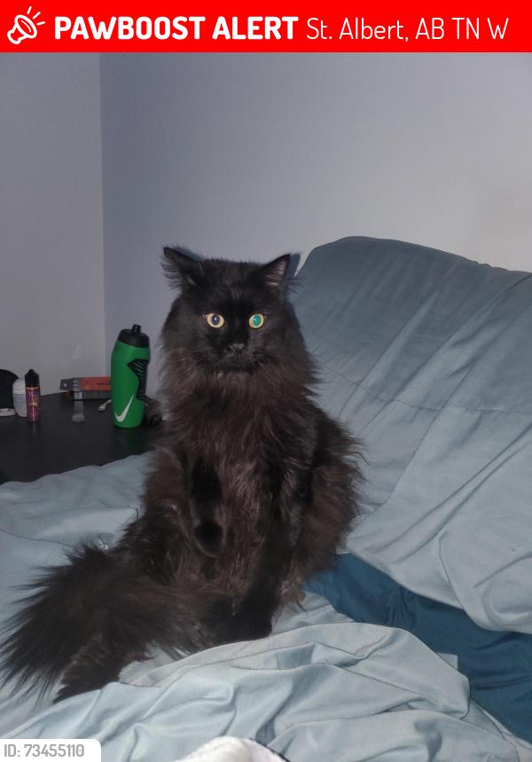 Lost Male Cat last seen 45fawcet crecent, St. Albert, AB T8N 1W3