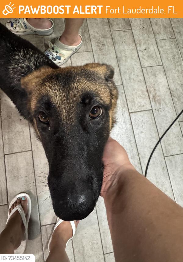 Found/Stray Female Dog last seen Davie blvd, Fort Lauderdale, FL 33312