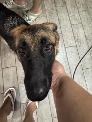 Found/Stray Female Dog last seen Davie blvd, Fort Lauderdale, FL 33312