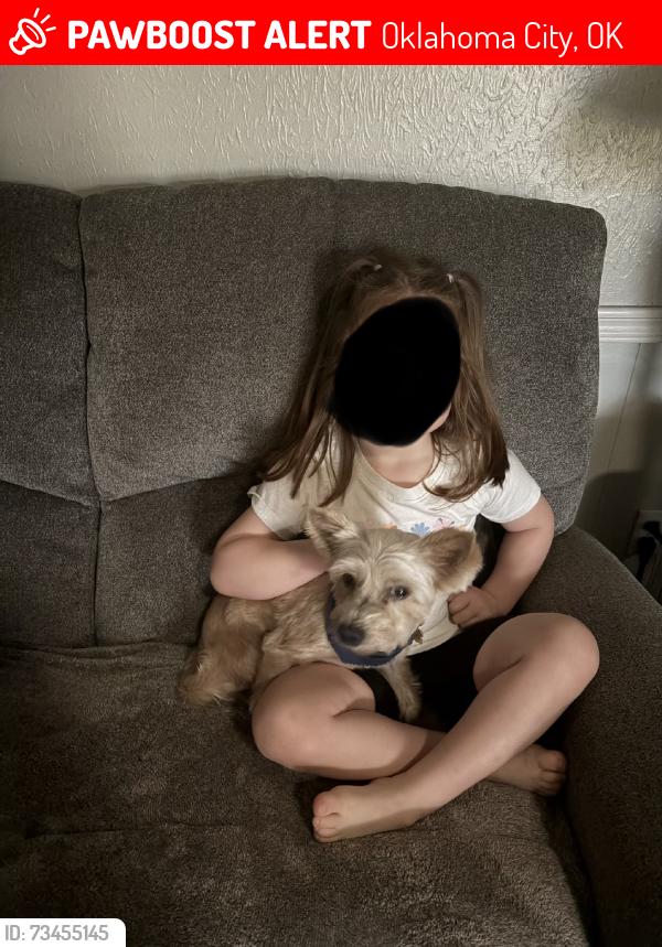 Lost Female Dog last seen W Hefner Rd and Rockwell Ave, Oklahoma City, OK 73162