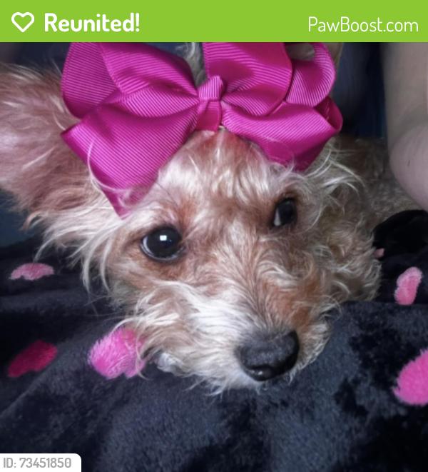 Reunited Female Dog last seen Folsom street, Mims, FL 32754