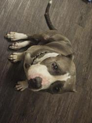 Lost Male Dog last seen I live in Katy at the time., Liberty, TX 77575