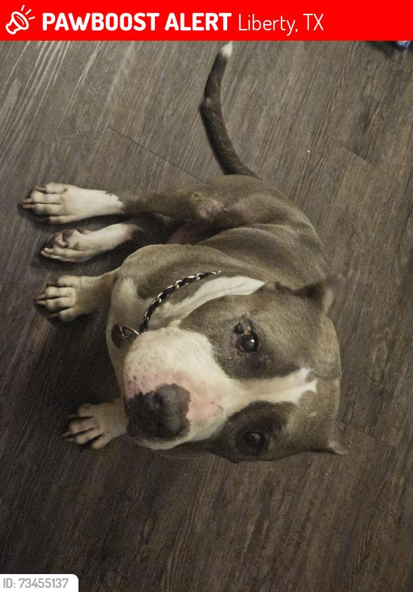 Lost Male Dog last seen I live in Katy at the time., Liberty, TX 77575