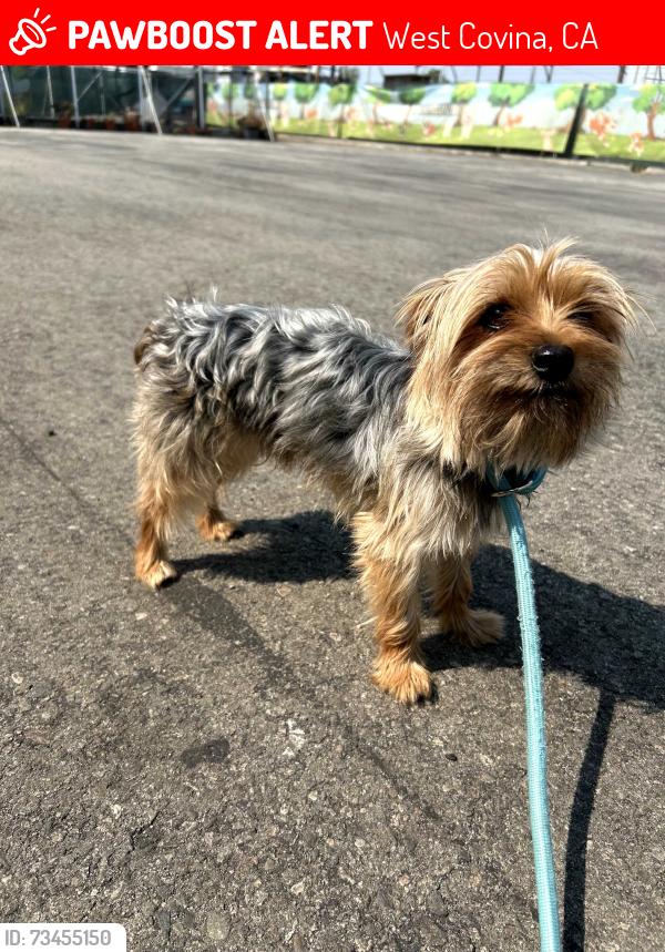 Lost Male Dog last seen Barranca Ave, South Hills High School, West Covina, CA 91791
