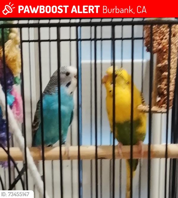 Lost Male Bird last seen Near n Lincoln st burbank, CA, Burbank, CA 91506