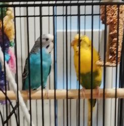 Lost Male Bird last seen Near n Lincoln st burbank, CA, Burbank, CA 91506