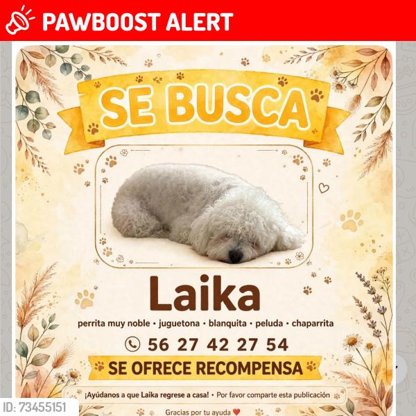 Lost Female Dog last seen Zaragoza y sur 4, Ciudad de México, CDMX 08500