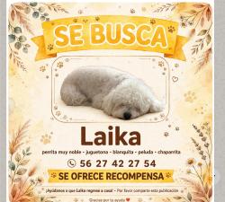 Lost Female Dog last seen Zaragoza y sur 4, Ciudad de México, CDMX 08500