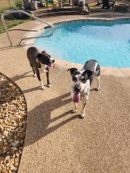 Found/Stray Male Dog last seen CR 2470 and Whitehead in Royse City, Royse City, TX 75189