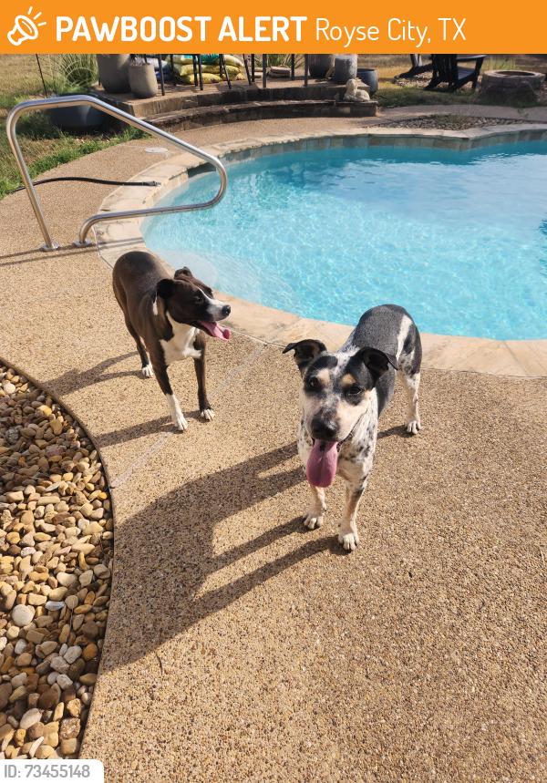 Found/Stray Male Dog last seen CR 2470 and Whitehead in Royse City, Royse City, TX 75189
