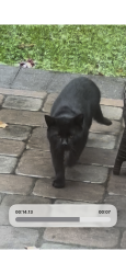 Found/Stray Unknown Cat last seen Route 52, East Bradford Township, PA 19382