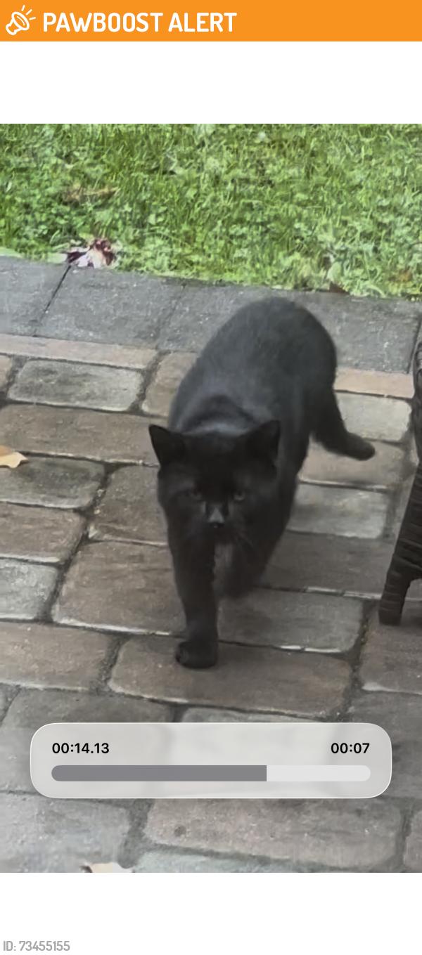 Found/Stray Unknown Cat last seen Route 52, East Bradford Township, PA 19382