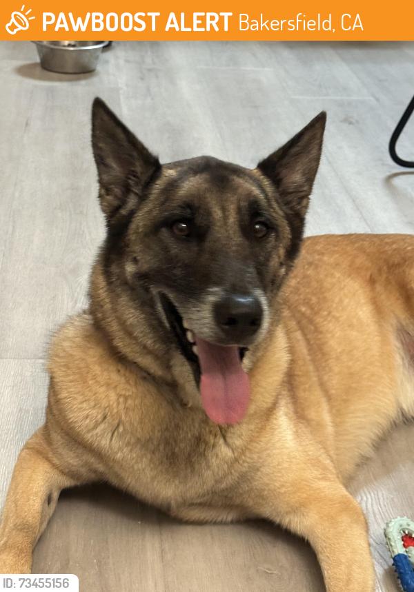 Found/Stray Male Dog last seen Villages of brimhall., Bakersfield, CA 93312