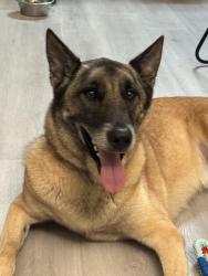 Found/Stray Male Dog last seen Villages of brimhall., Bakersfield, CA 93312