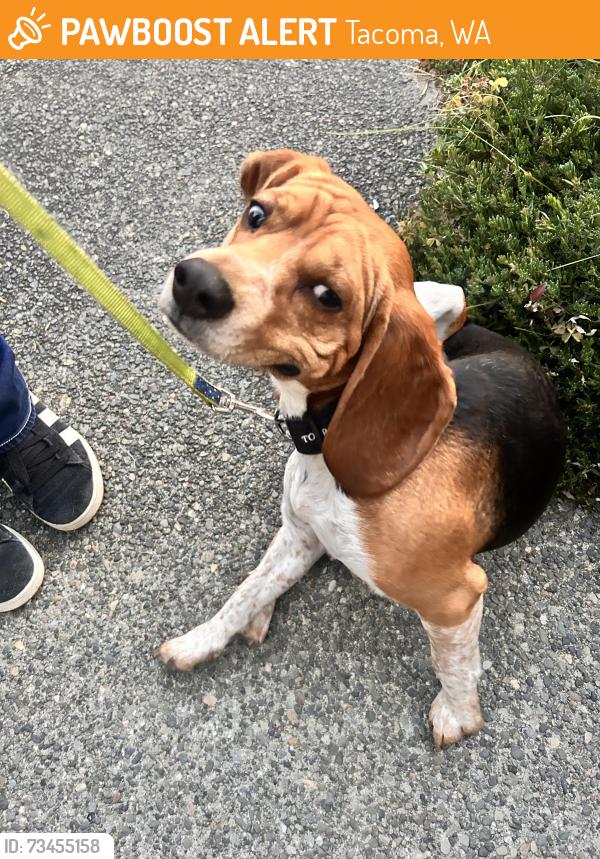 Found/Stray Male Dog last seen Mc dacer, Tacoma, WA 98404