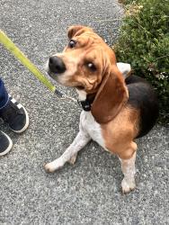 Found/Stray Male Dog last seen Mc dacer, Tacoma, WA 98404