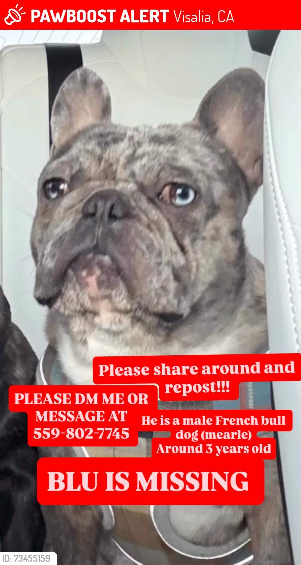 Lost Male Dog last seen N Mooney Blvd, Visalia, CA 93291