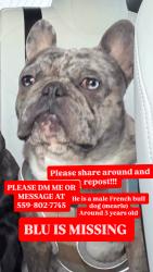 Lost Male Dog last seen N Mooney Blvd, Visalia, CA 93291