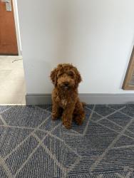 Reunited Male Dog last seen Birch creek, McLeansville, NC 27301
