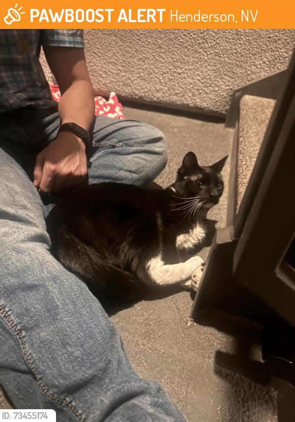 Found/Stray Unknown Cat last seen Stephanie and Wigwam, Henderson, NV 89074