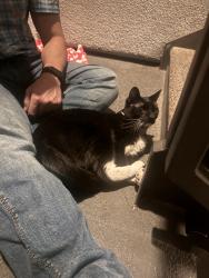 Found/Stray Unknown Cat last seen Stephanie and Wigwam, Henderson, NV 89074
