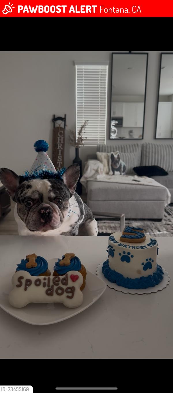 Lost Male Dog last seen Citrus and summit, Fontana, CA 92335
