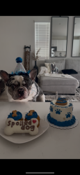 Lost Male Dog last seen Citrus and summit, Fontana, CA 92335