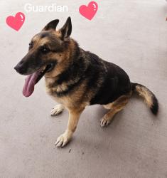 Reunited Male Dog last seen Encino Estates, Dayton, TX 77535