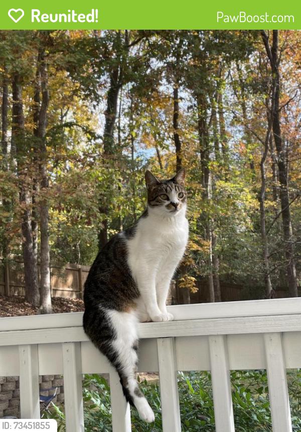 Reunited Female Cat last seen East Bank Dr. and Timber Ridge Rd., Marietta, GA 30068