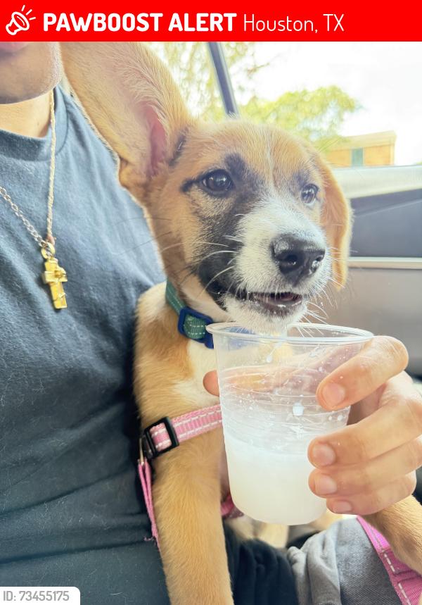 Lost Female Dog last seen The Gypsy Poet, Houston, TX 77004