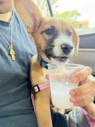 Lost Female Dog last seen The Gypsy Poet, Houston, TX 77004
