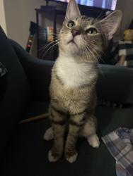 Lost Male Cat last seen The complex next to the iHop off of 75 (Fishermans landing), Tampa, FL 33637