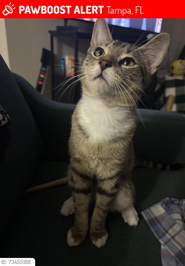 Lost Male Cat last seen The complex next to the iHop off of 75 (Fishermans landing), Tampa, FL 33637