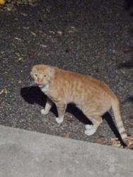 Found/Stray Male Cat last seen Virginia Court near the Sutherland Open Space entrance, Walnut Creek, CA 94596