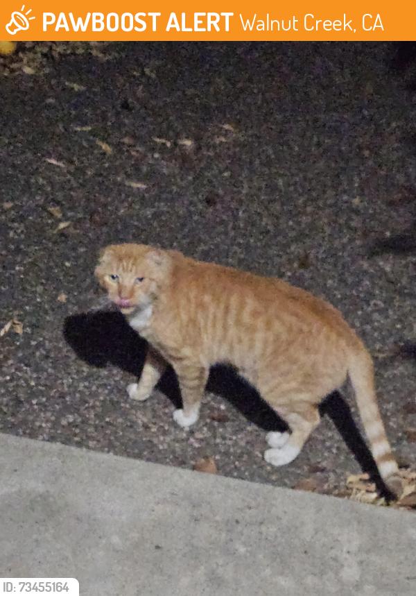 Found/Stray Male Cat last seen Virginia Court near the Sutherland Open Space entrance, Walnut Creek, CA 94596