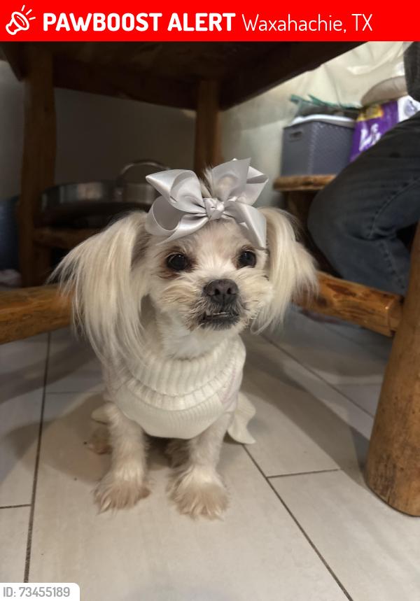 Lost Female Dog last seen Sterrett rd Waxahachie, Waxahachie, TX 75167
