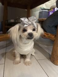 Lost Female Dog last seen Sterrett rd Waxahachie, Waxahachie, TX 75167