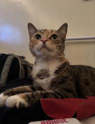 Lost Female Cat last seen Peerless Pl & W pico BLVD Los Angeles Culver City, Los Angeles, CA 90035
