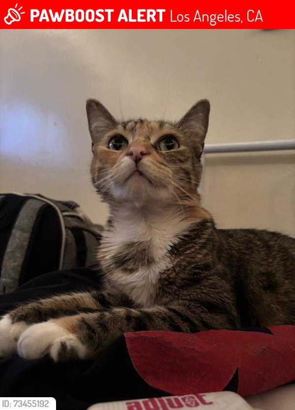 Lost Female Cat last seen Peerless Pl & W pico BLVD Los Angeles Culver City, Los Angeles, CA 90035