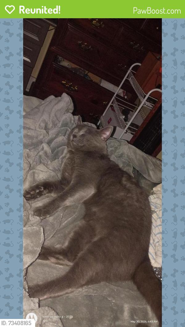 Reunited Male Cat last seen Near Powell st swannanoa nc, Swannanoa, NC 28778